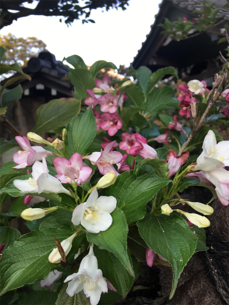 f:id:TokuheiKumagai:20190516233106j:image