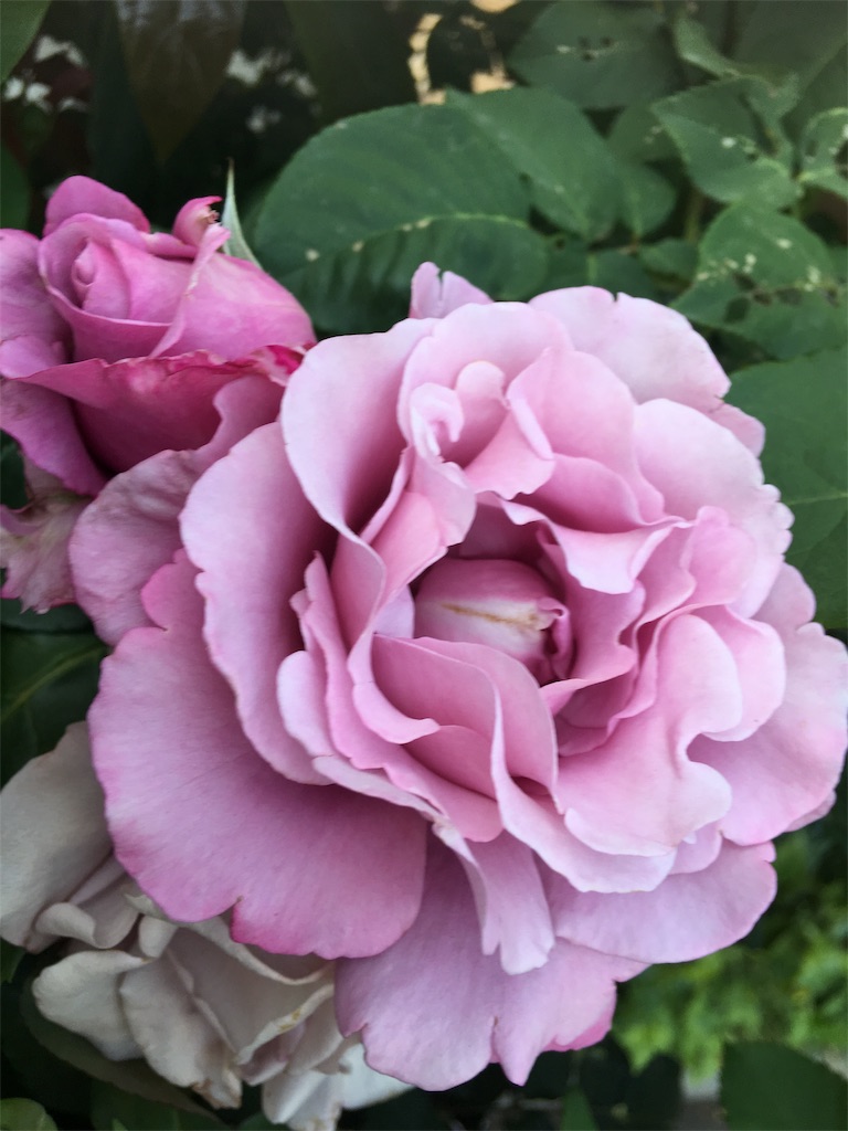 f:id:TokuheiKumagai:20190516233110j:image