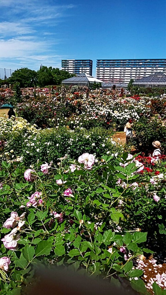 f:id:TokuheiKumagai:20190523095459j:image