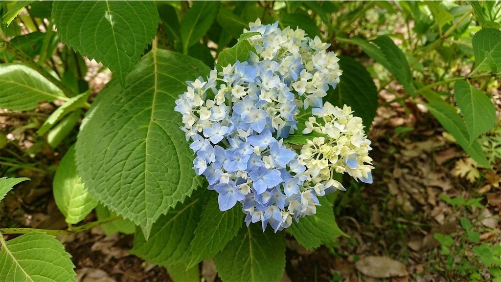 f:id:TokuheiKumagai:20190523095506j:image