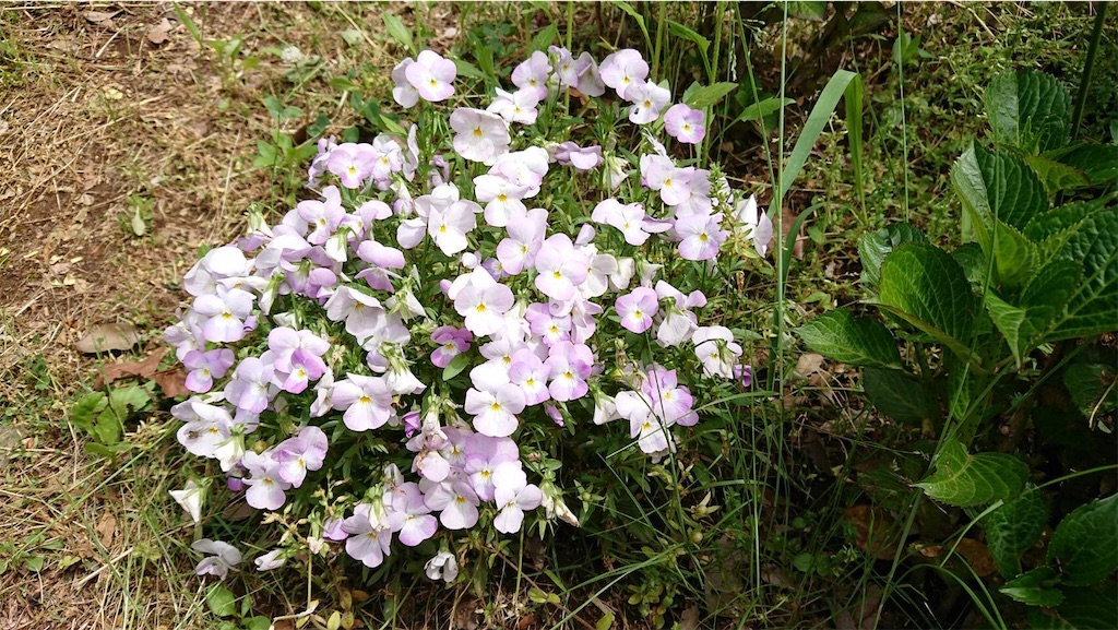 f:id:TokuheiKumagai:20190523095509j:image