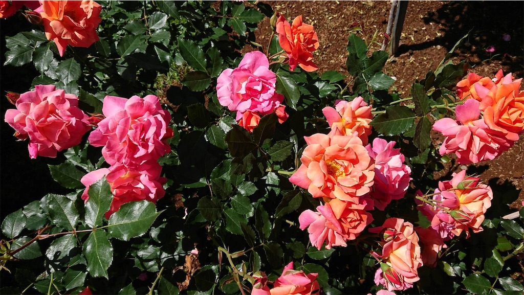 f:id:TokuheiKumagai:20190523095521j:image