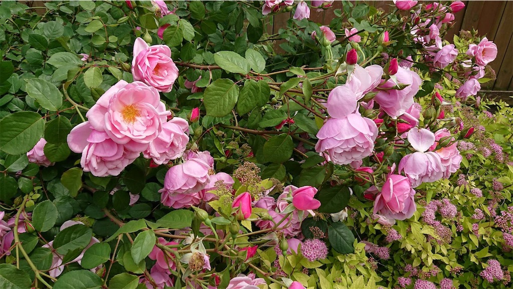 f:id:TokuheiKumagai:20190523095532j:image