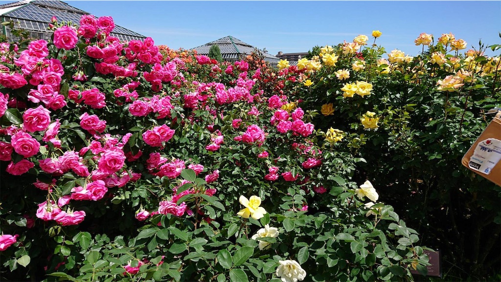 f:id:TokuheiKumagai:20190523095534j:image