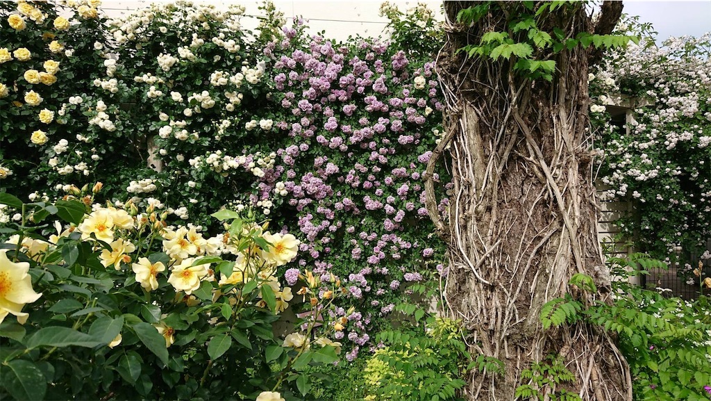 f:id:TokuheiKumagai:20190523095538j:image