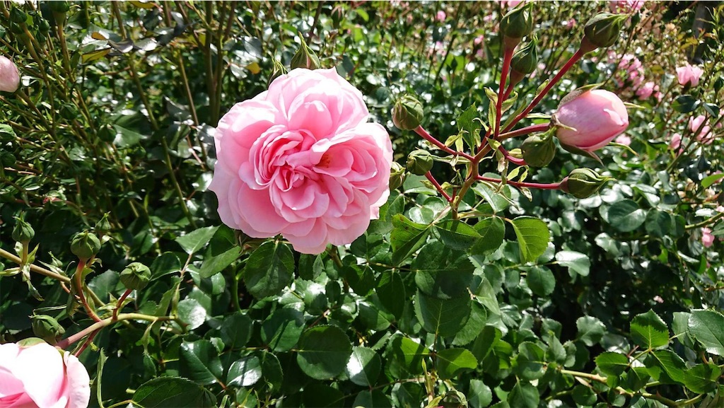 f:id:TokuheiKumagai:20190523095551j:image