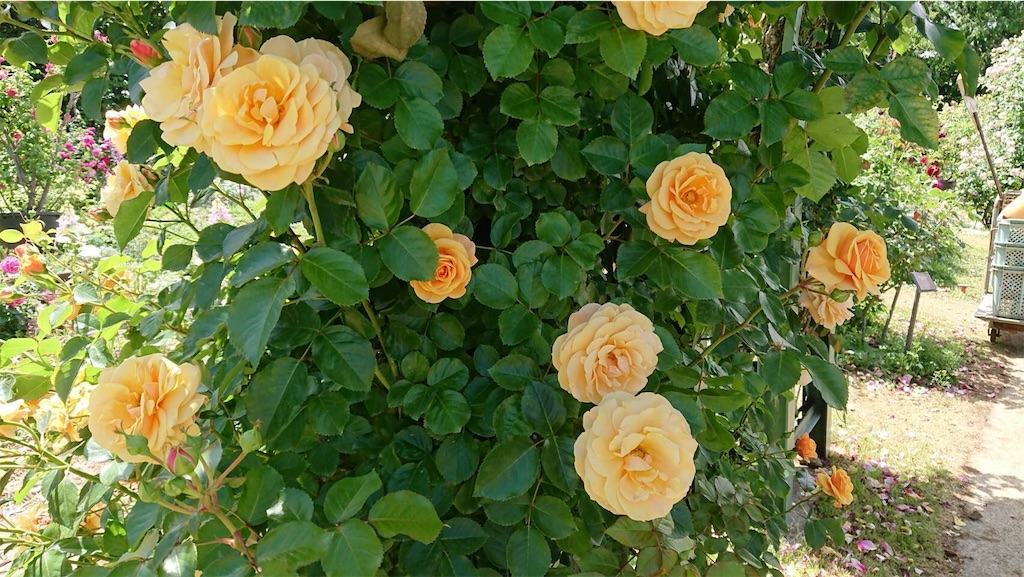 f:id:TokuheiKumagai:20190523095555j:image