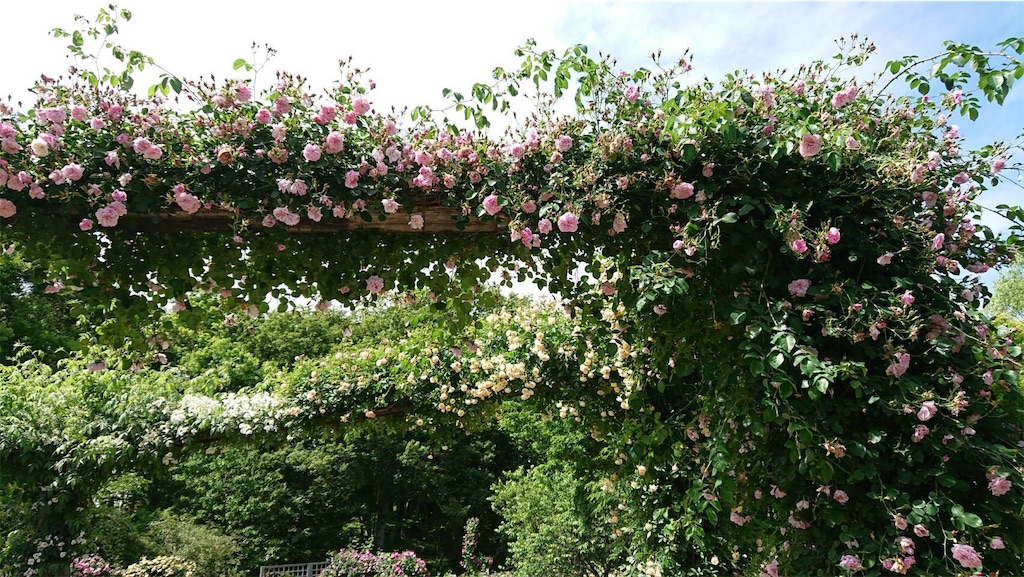 f:id:TokuheiKumagai:20190523095559j:image