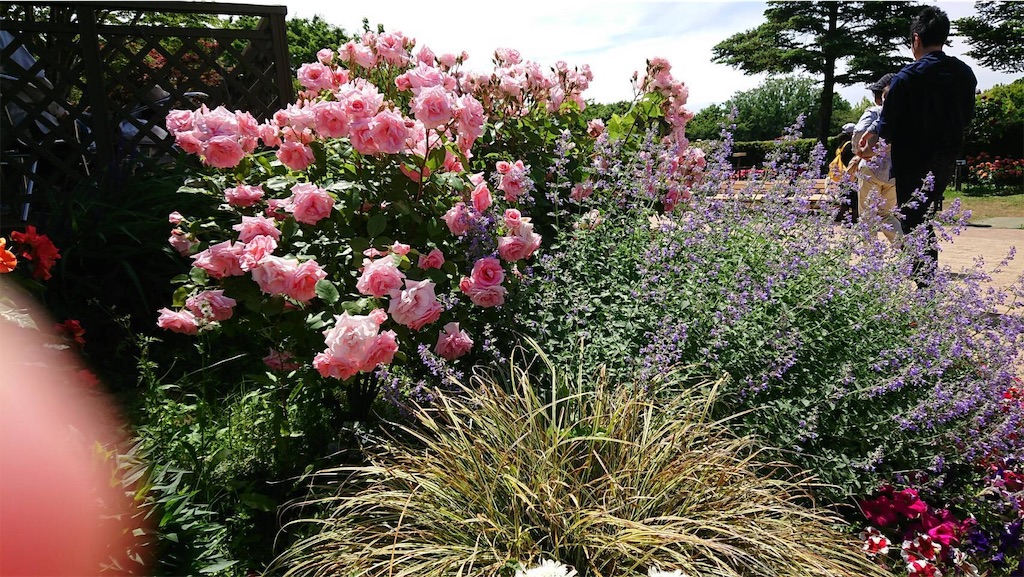 f:id:TokuheiKumagai:20190523095616j:image