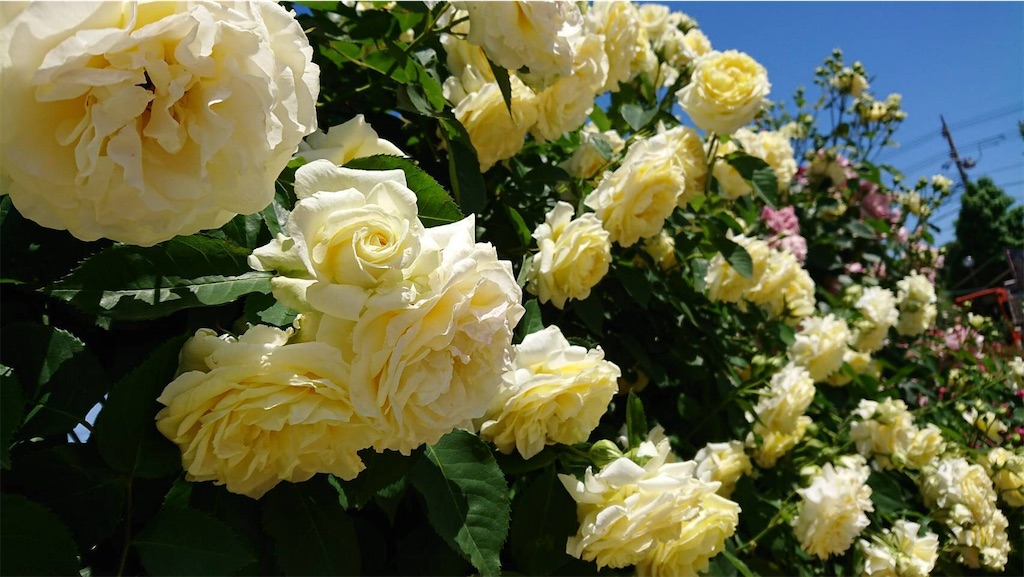 f:id:TokuheiKumagai:20190523095630j:image