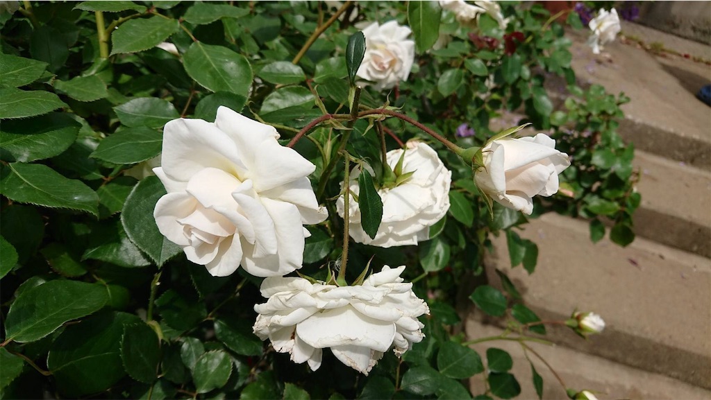 f:id:TokuheiKumagai:20190523095636j:image