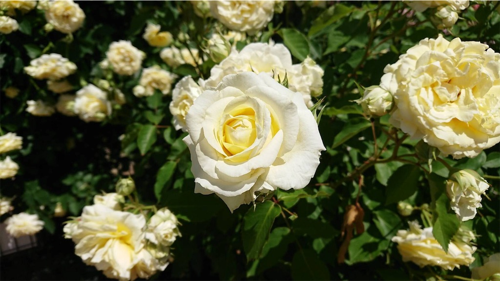 f:id:TokuheiKumagai:20190523095700j:image