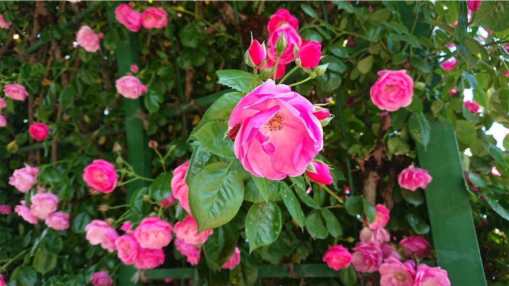 f:id:TokuheiKumagai:20190523095712j:image