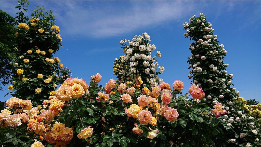 f:id:TokuheiKumagai:20190523095717j:image