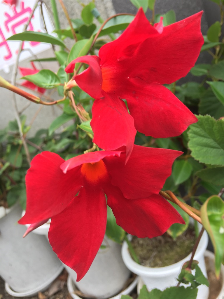 f:id:TokuheiKumagai:20190713202155j:image