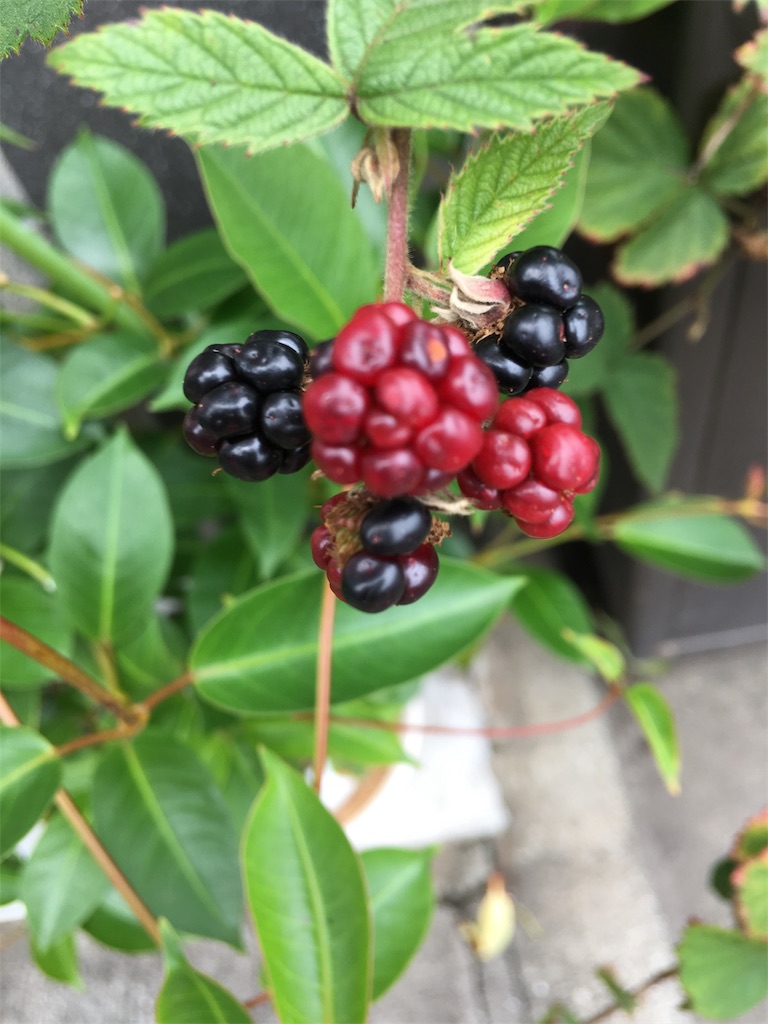 f:id:TokuheiKumagai:20190713202201j:image