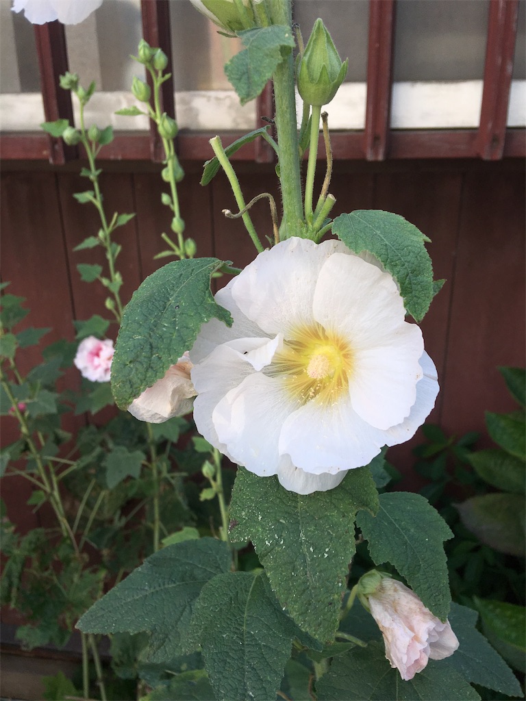 f:id:TokuheiKumagai:20190718013100j:image