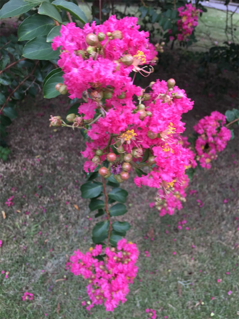 f:id:TokuheiKumagai:20190903213145j:image