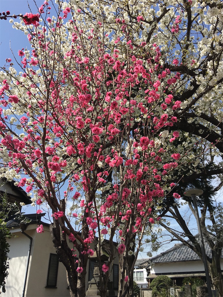 f:id:TokuheiKumagai:20200321193256j:image