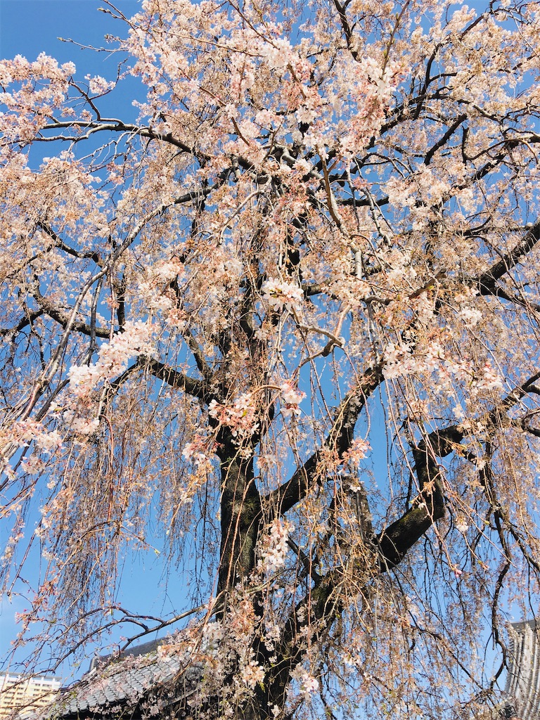 f:id:TokuheiKumagai:20200321193335j:image
