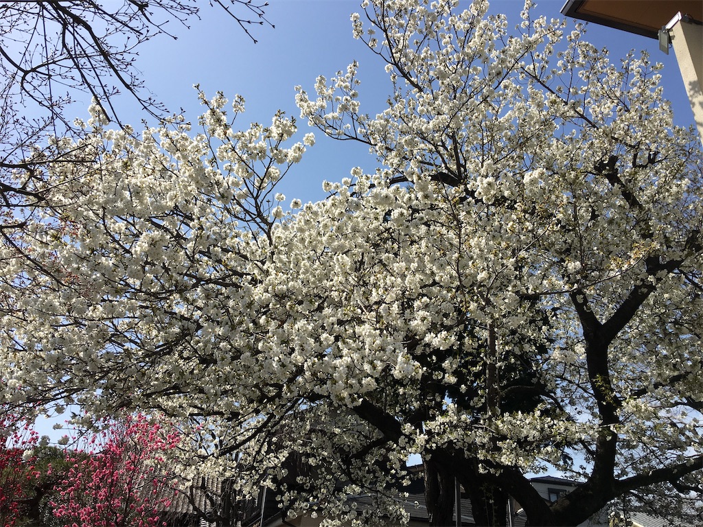 f:id:TokuheiKumagai:20200321193338j:image
