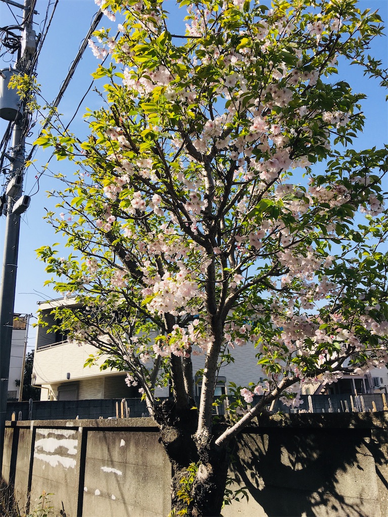 f:id:TokuheiKumagai:20200321193423j:image