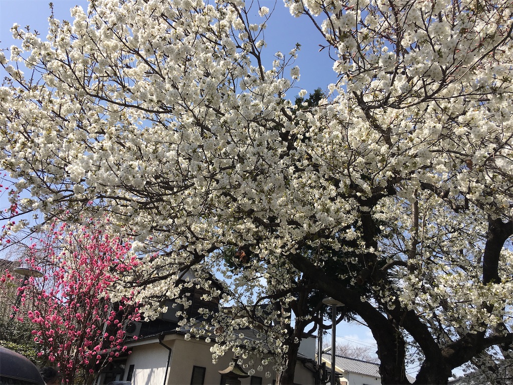 f:id:TokuheiKumagai:20200321193430j:image