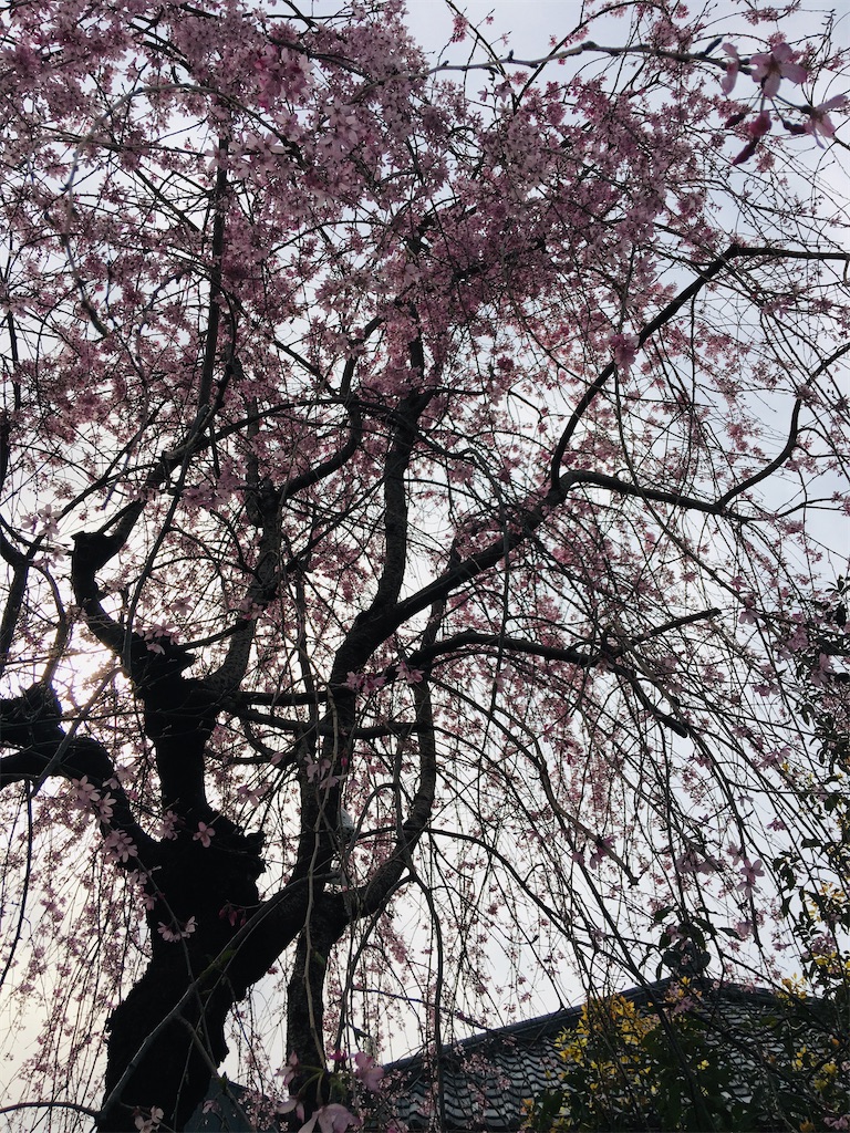 f:id:TokuheiKumagai:20200323202534j:image