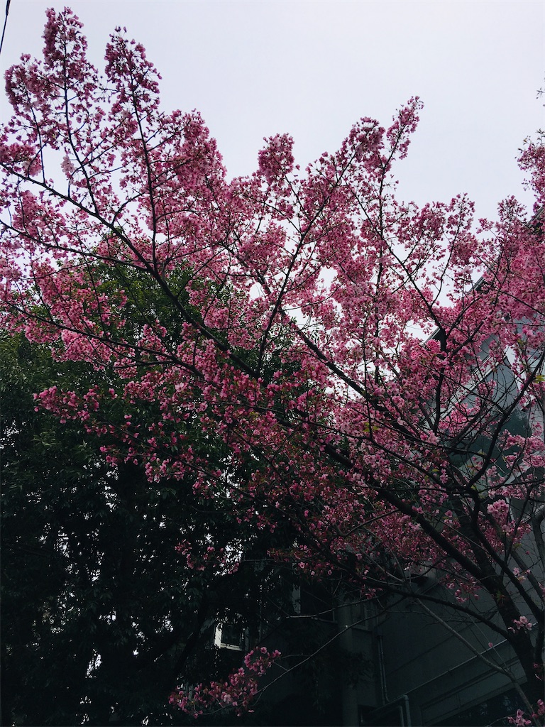 f:id:TokuheiKumagai:20200323202639j:image