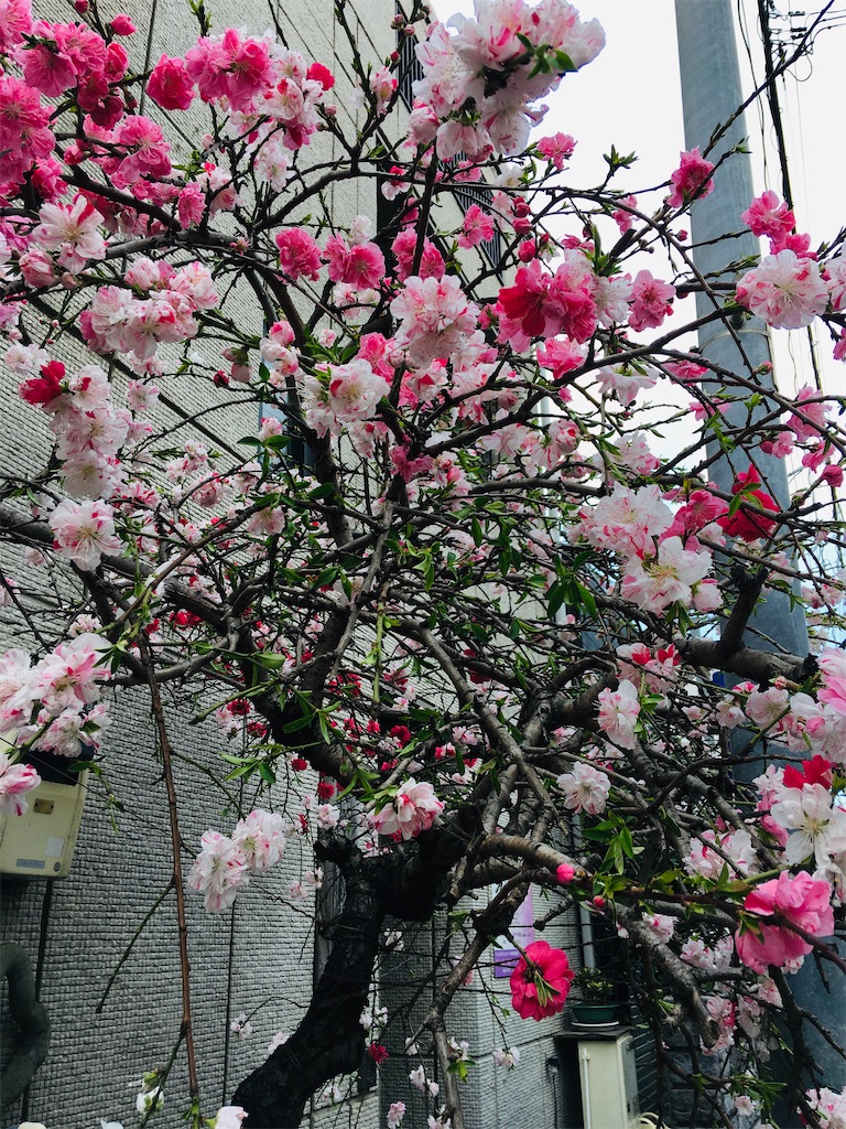 f:id:TokuheiKumagai:20200323202704j:image