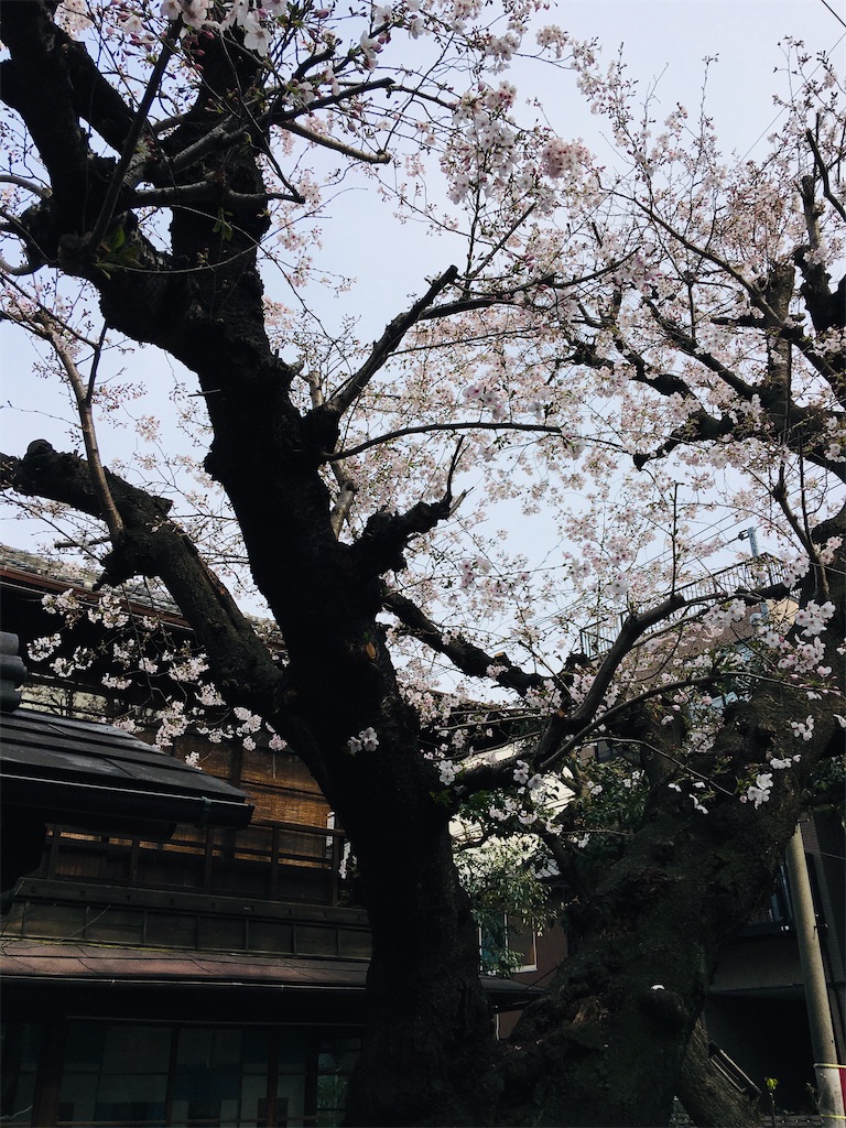 f:id:TokuheiKumagai:20200323202720j:image