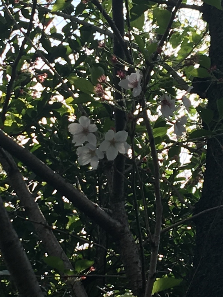 f:id:TokuheiKumagai:20200418230412j:image