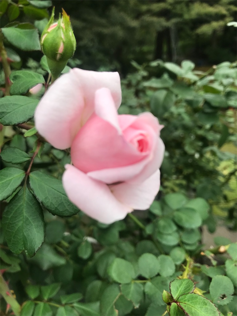 f:id:TokuheiKumagai:20201014215731j:plain