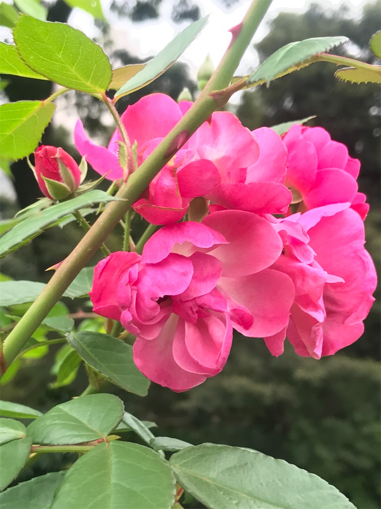 f:id:TokuheiKumagai:20201014215842j:plain