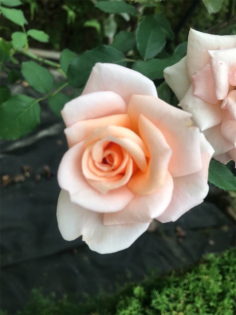 f:id:TokuheiKumagai:20201014215850j:plain