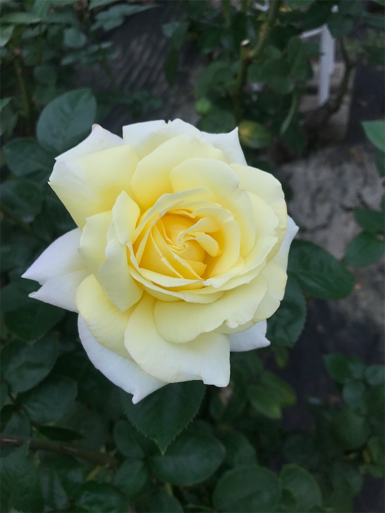 f:id:TokuheiKumagai:20201014215924j:plain