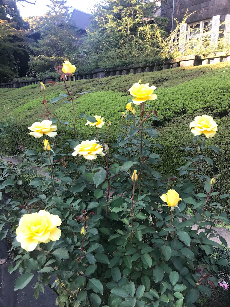 f:id:TokuheiKumagai:20201025224302j:plain