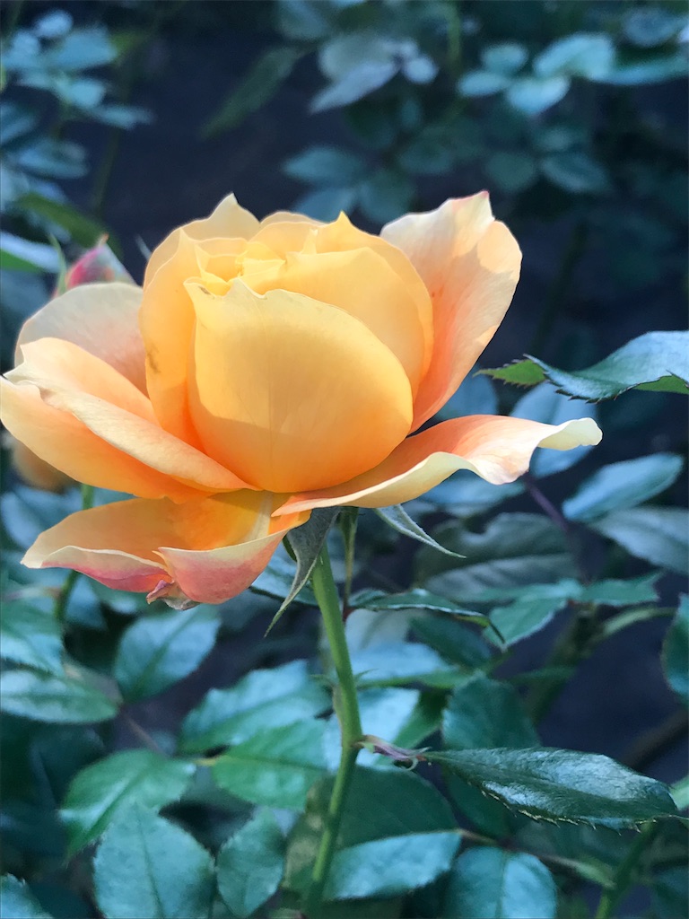 f:id:TokuheiKumagai:20201025224657j:plain
