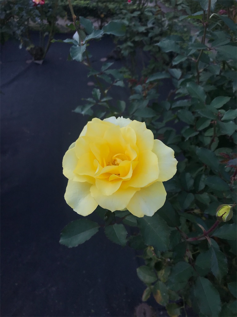 f:id:TokuheiKumagai:20201025224739j:plain