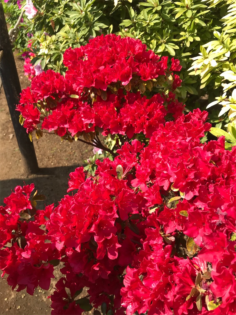 f:id:TokuheiKumagai:20210408195057j:plain
