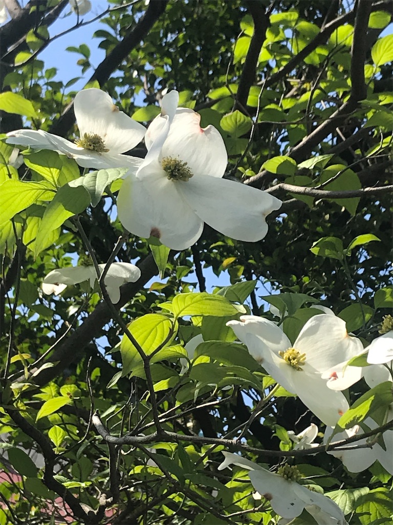 f:id:TokuheiKumagai:20210415222948j:plain