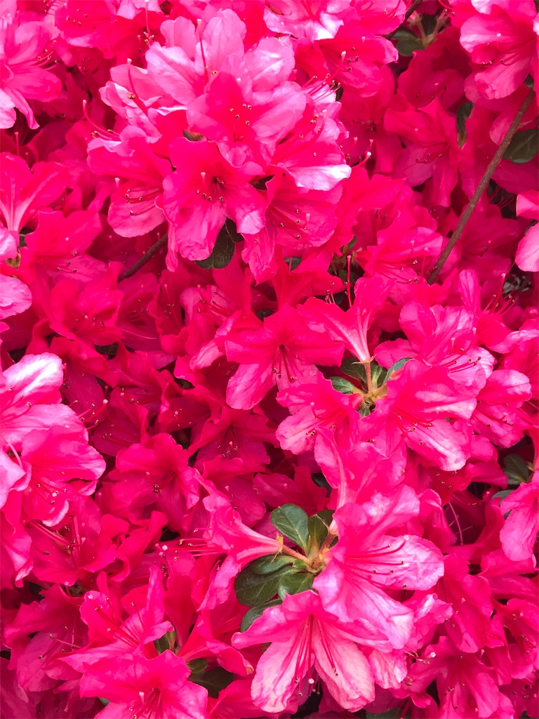 f:id:TokuheiKumagai:20210415223438j:plain