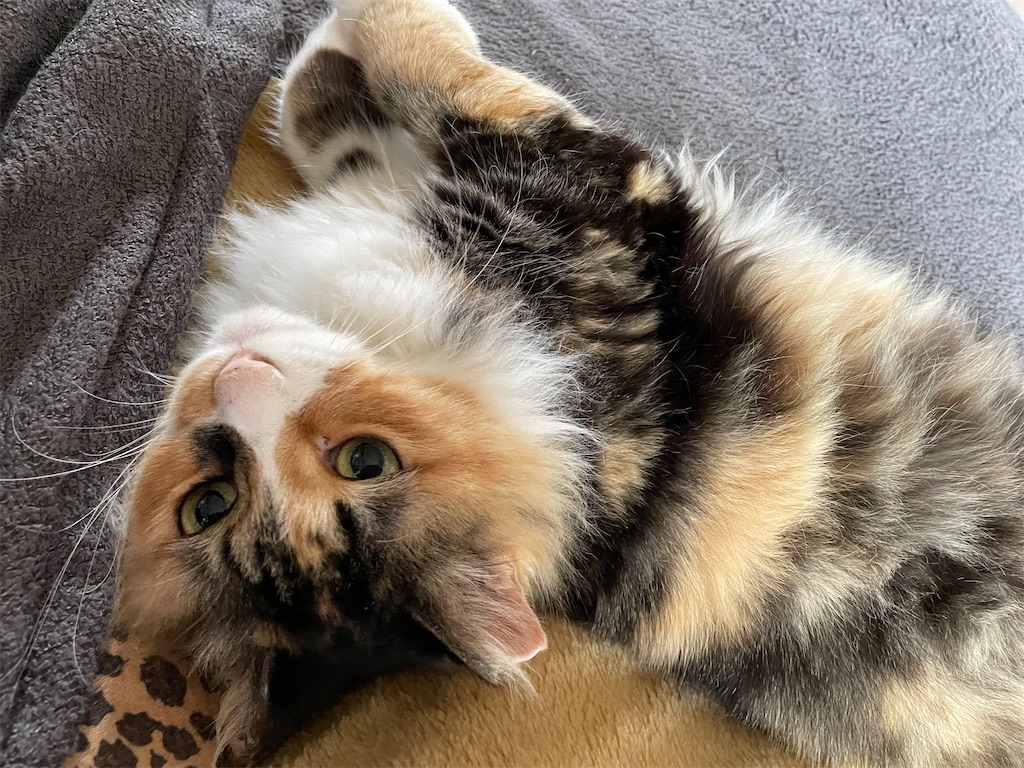 f:id:TokuheiKumagai:20220129184534j:image