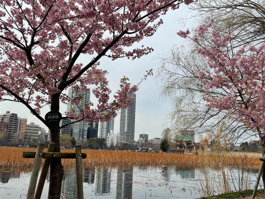f:id:TokuheiKumagai:20220310222217j:image