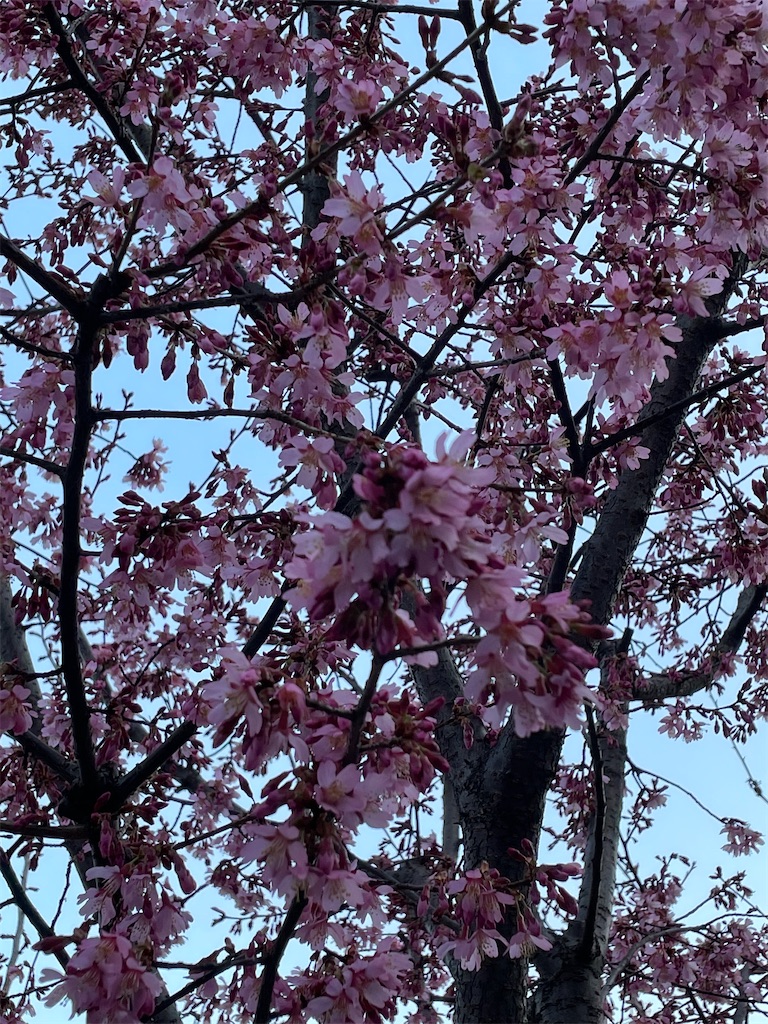 f:id:TokuheiKumagai:20220310222224j:image