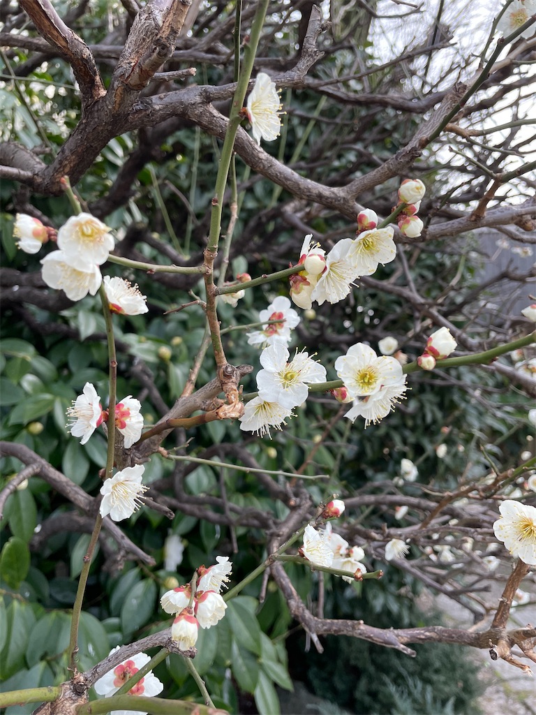f:id:TokuheiKumagai:20220310222240j:image