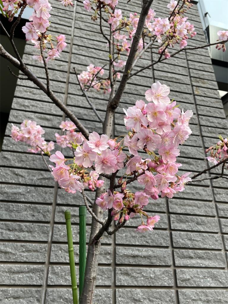 f:id:TokuheiKumagai:20220310222259j:image