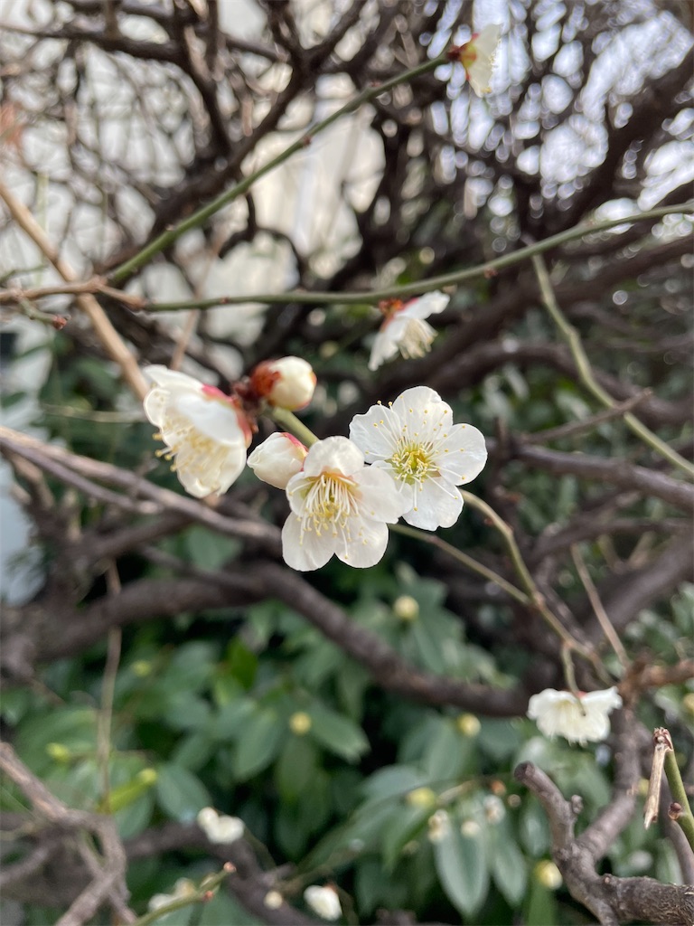 f:id:TokuheiKumagai:20220310222313j:image