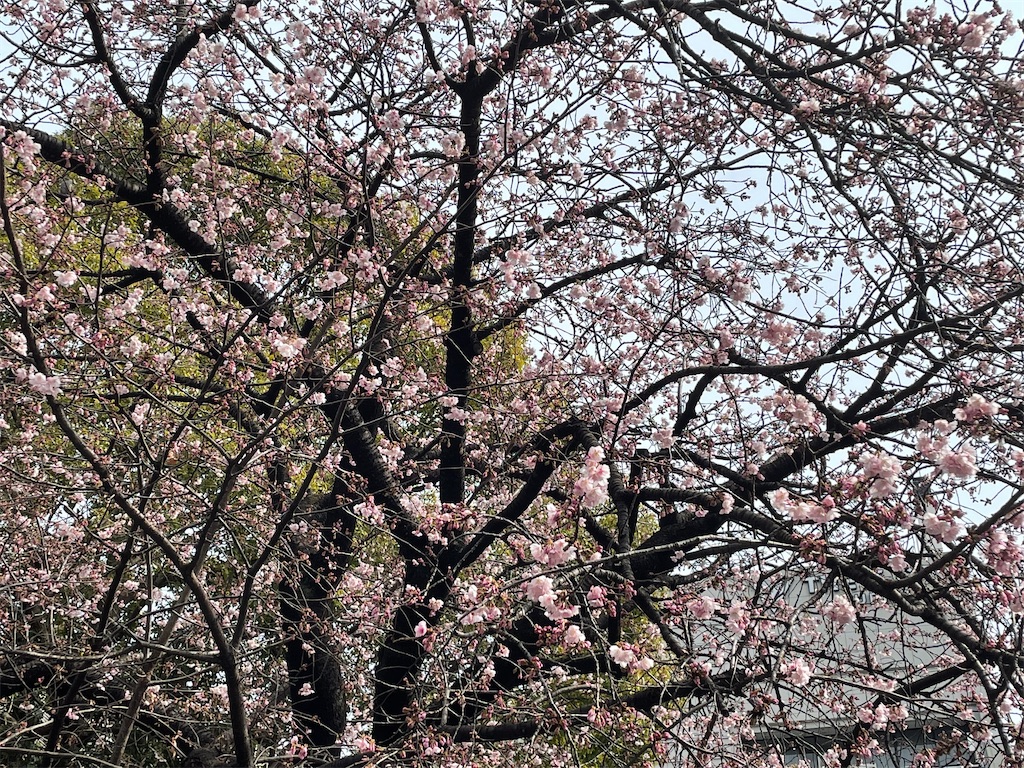 f:id:TokuheiKumagai:20220310222316j:image