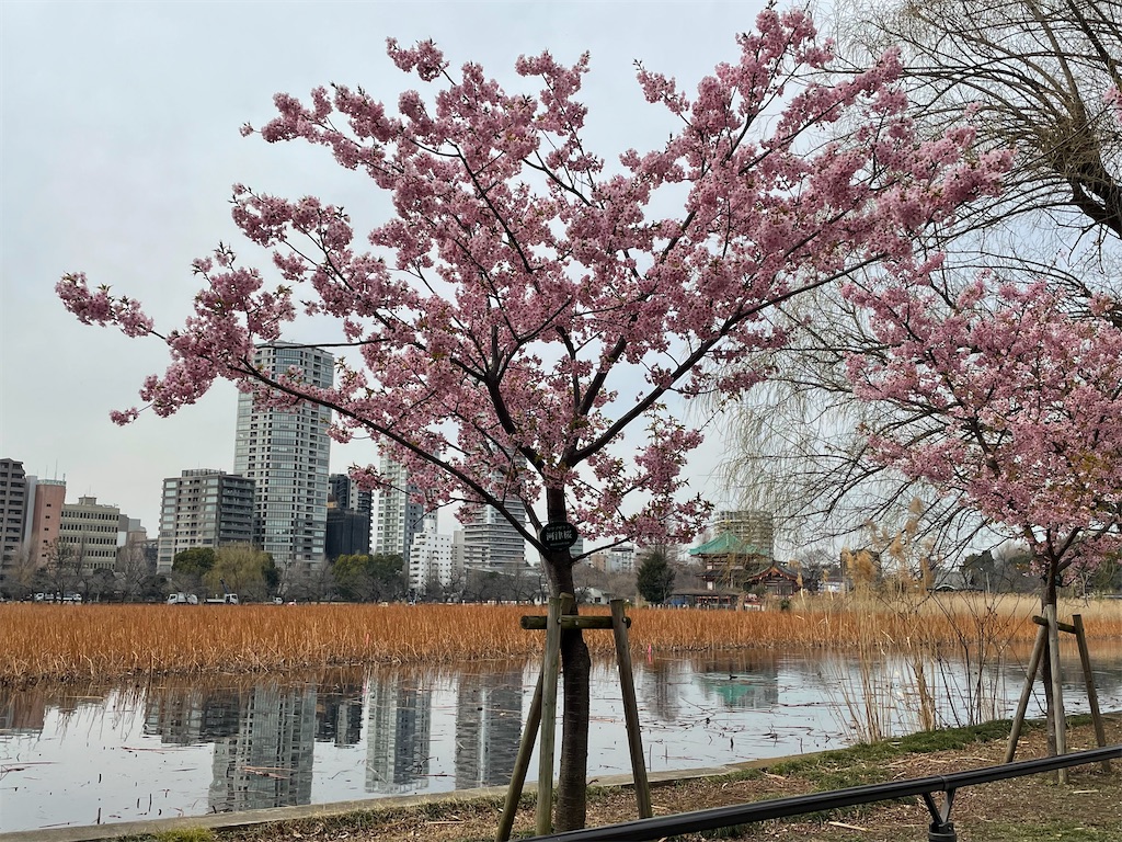 f:id:TokuheiKumagai:20220310222321j:image